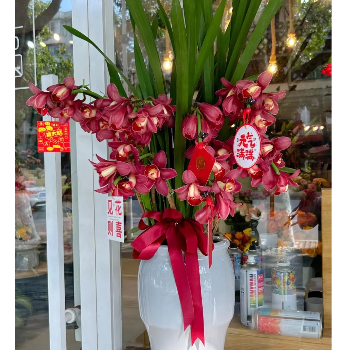 一盆花卉【大红袍】5支剑大花蕙兰高端名贵兰花盆栽南北方好养