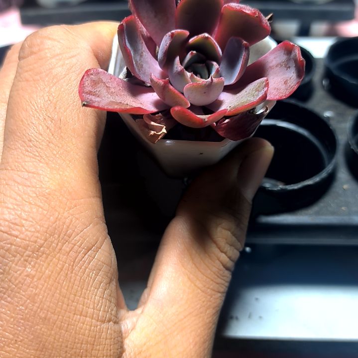 9.元包邮，赫拉八角盆