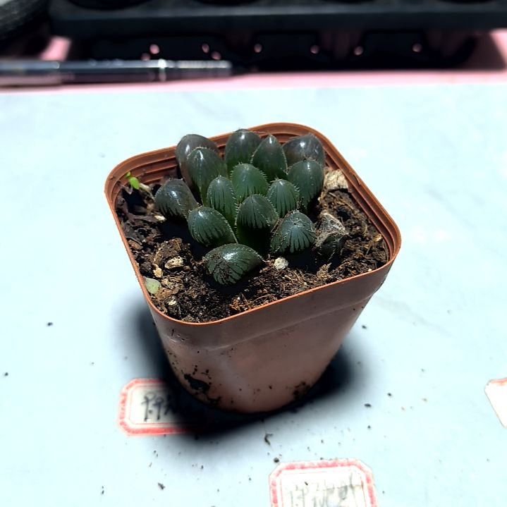 满6元包邮，冰灯玉露方盆