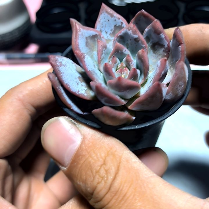 满6元包邮，粉蓝鸟万象盆俩盆