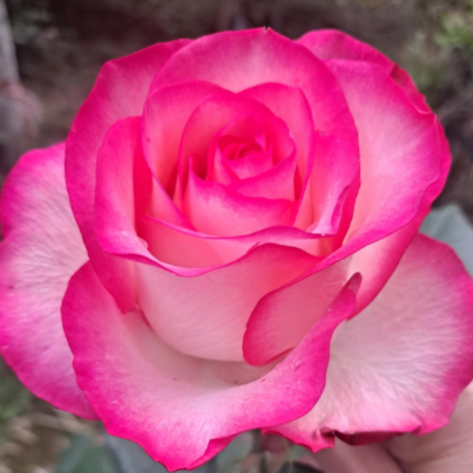 一物一拍切花玫瑰月季灌木花卉绿植盆栽 阳台庭院花卉