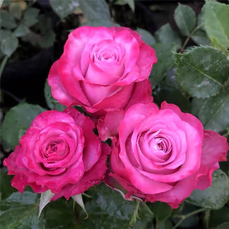 魅影月季 扦插苗大花月季玫瑰花苗阳台庭院花卉