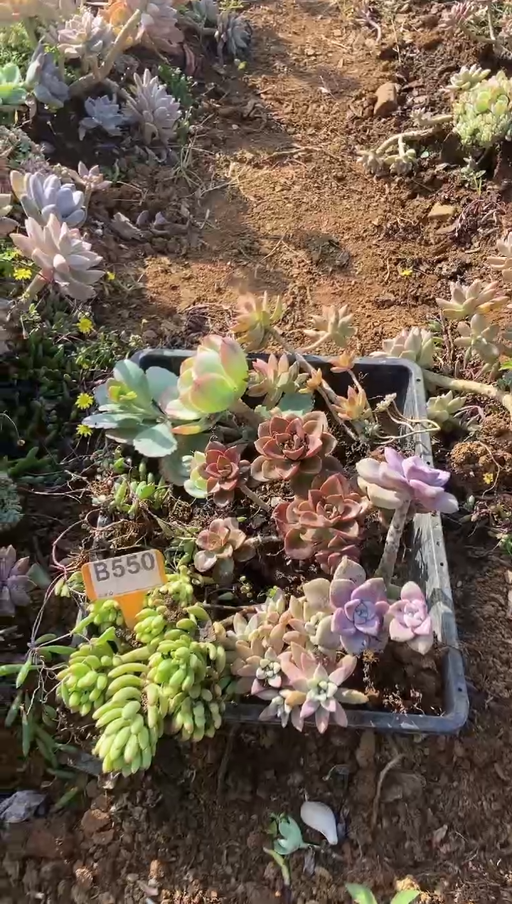 【闪购商品】B550清风多肉脱土晾根纸巾打包不售后