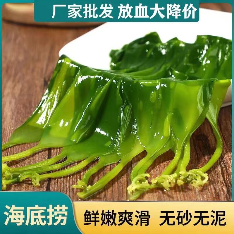 霞浦盐渍特级火锅店专用海带苗鲜嫩裙带菜煲汤凉拌鲜脆爽即洗即食