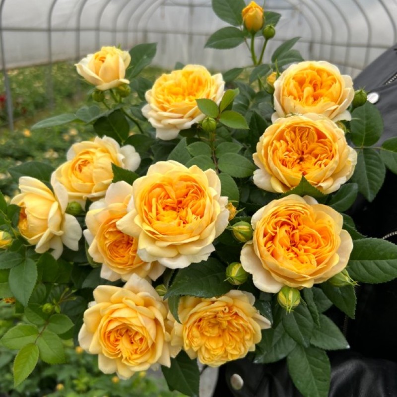 浅秋浓香月季花苗四季开花灌木切花玫瑰庭院阳台花卉盆栽
