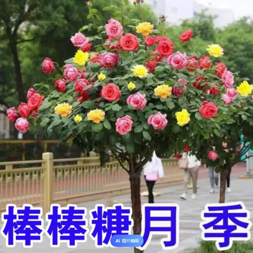 彩虹棒棒糖玫瑰树桩月季花苗耐寒 四季开花灌木庭院阳台花卉盆栽