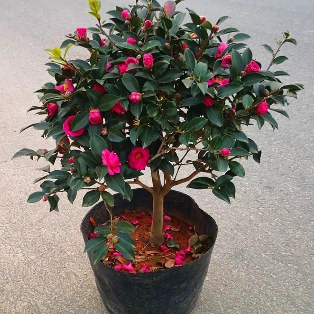 茶梅树苗茶梅花苗耐寒庭院四季种植地载盆栽苗