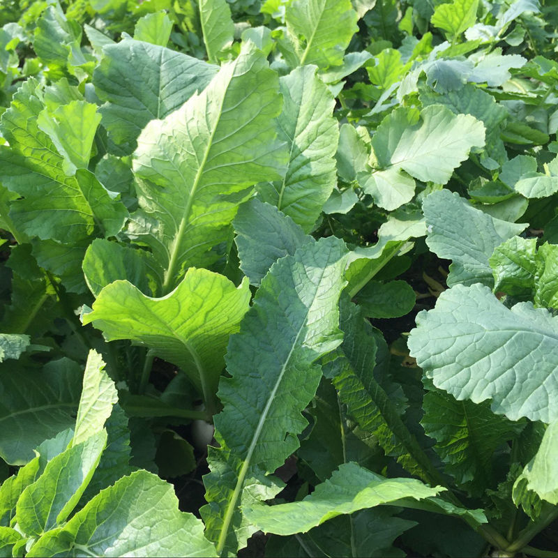 正宗苏北露天萝卜叶子现摘现发当季时令蔬菜露天农家萝卜叶子