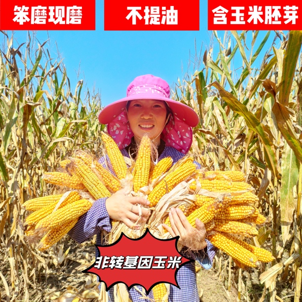 没提取油的有胚芽玉米粉山东农家玉米面粉熬粥杂粮自磨棒子面五谷