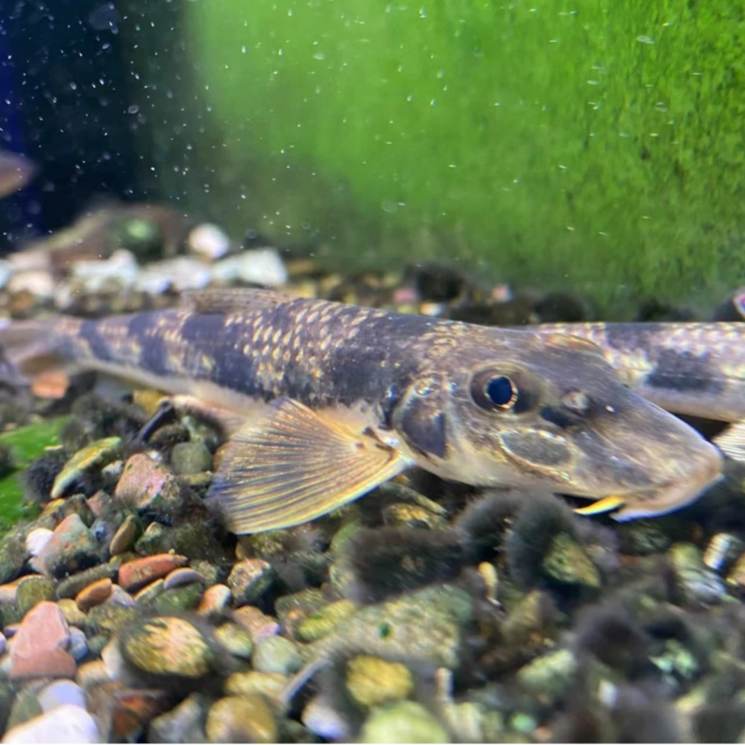 似鮈原生鱼底层冷水鱼 翻沙清理底沙 鱼缸推土机工具鱼