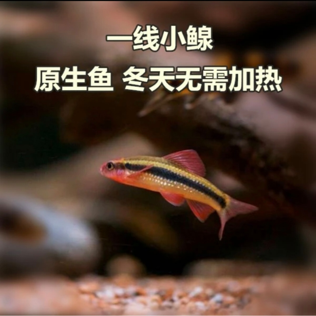 小鳈鱼，鸿运当头荷叶鱼，中华一线小鳈小型除藻工具鱼群游冷水鱼