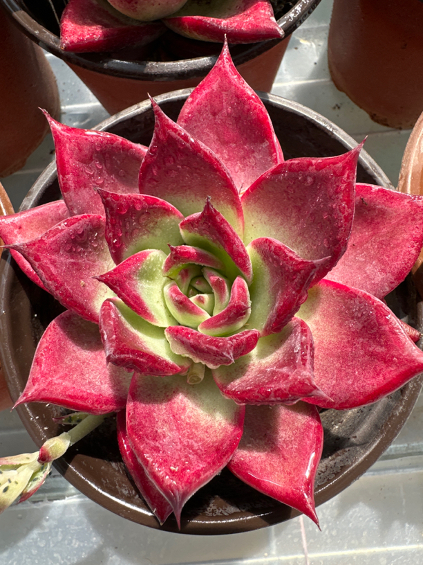 （新疆包邮）大单头罗卡 正红 