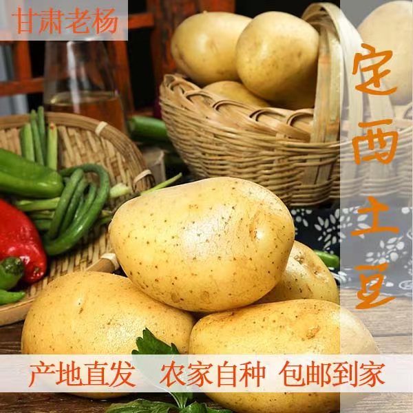 甘肃定西土特产旱砂地黄皮黄心土豆5-9斤包邮绿色食用
