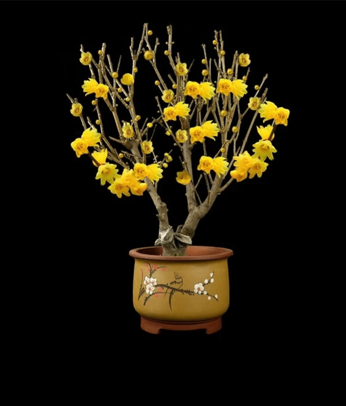 黄金万两腊梅花树盆栽浓香型花卉梅花盆景老根室内室外庭院花苗