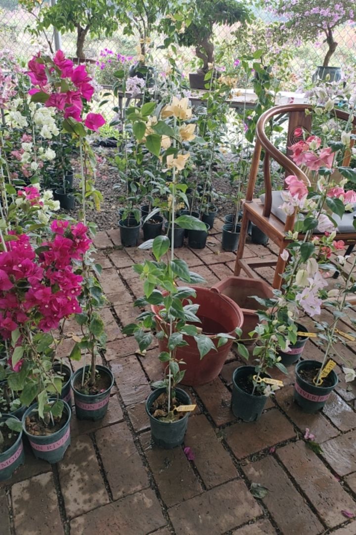 原盆原土，一物一拍，原生小高飘