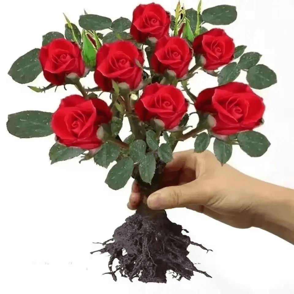 【四季开花】基地玫瑰花苗老桩室内外观花植物绿植盆栽阳台种植花卉
