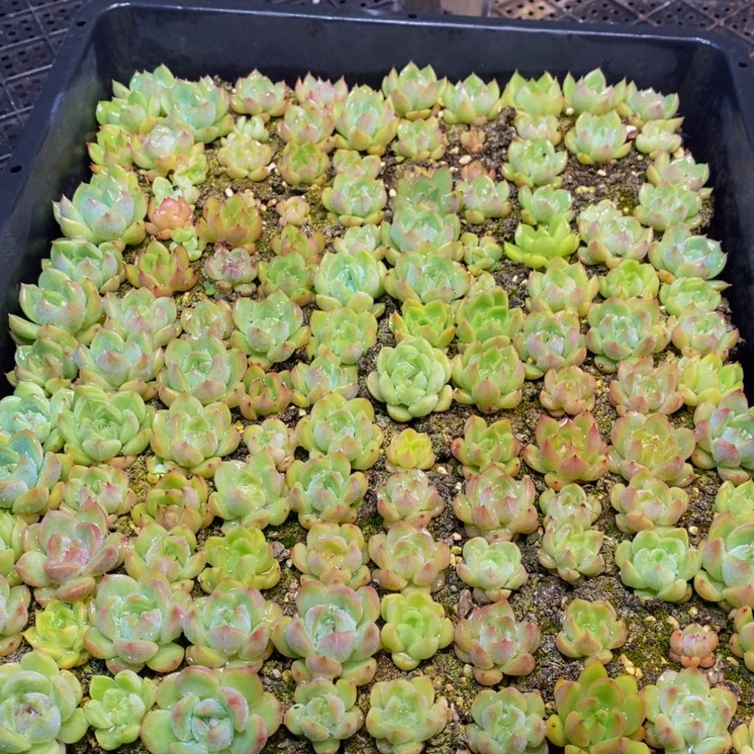 569多肉植物保护研究所