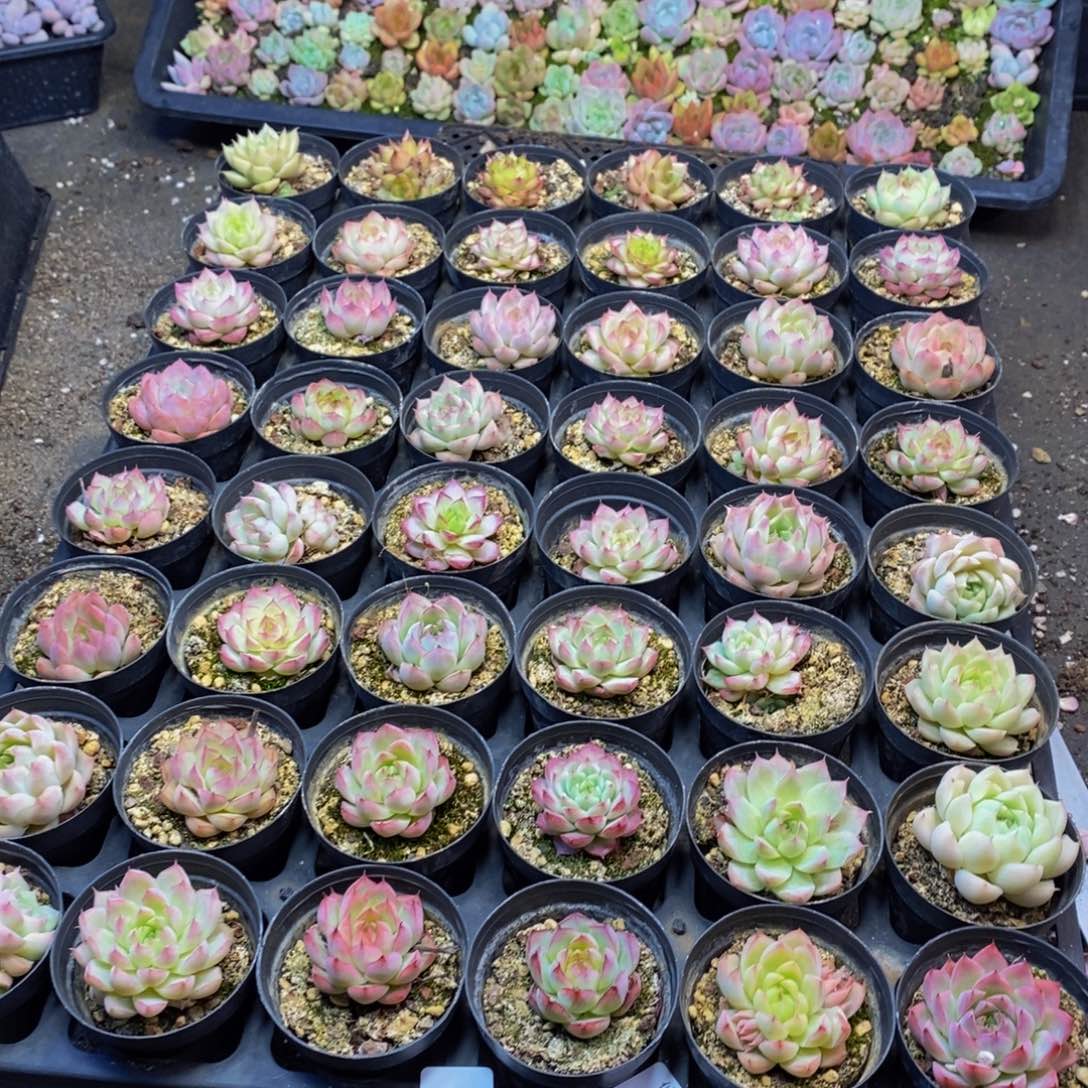 422多肉植物保护研究所所长助理