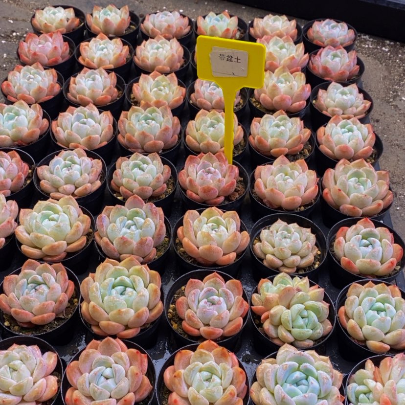 【闪购商品】611dr
