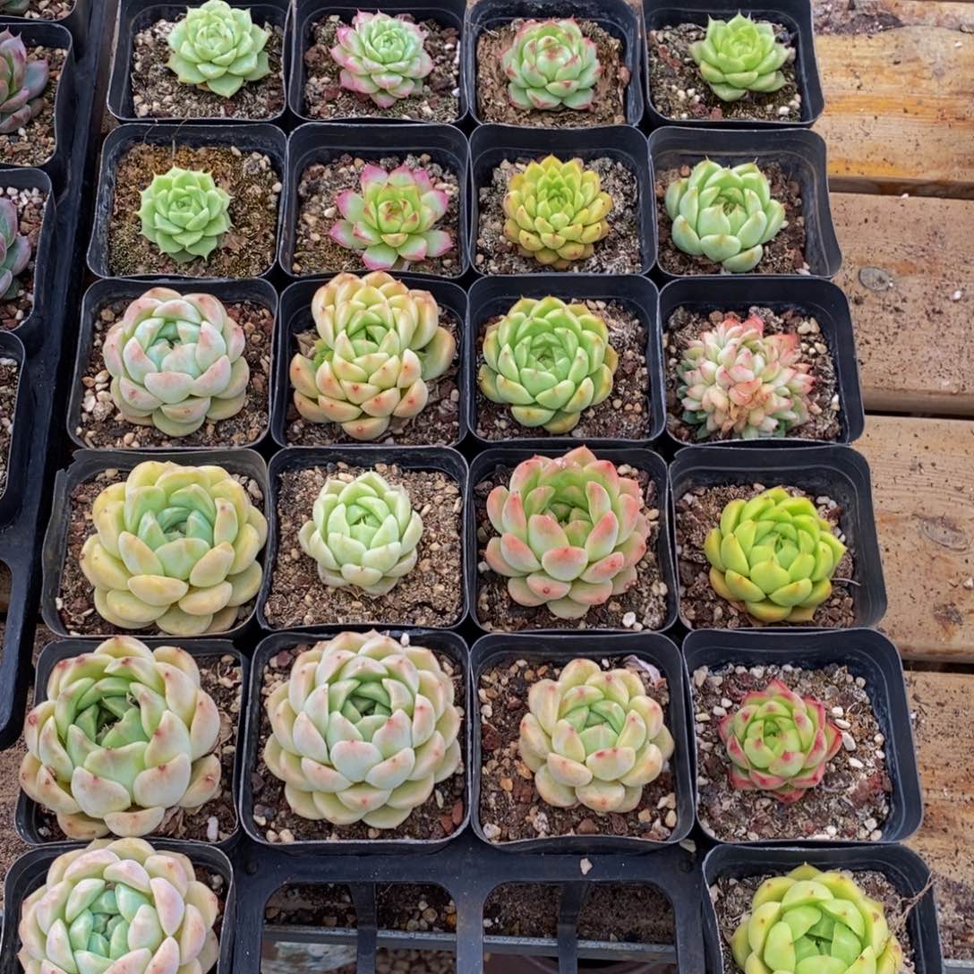 142多肉植物保护研究所所长