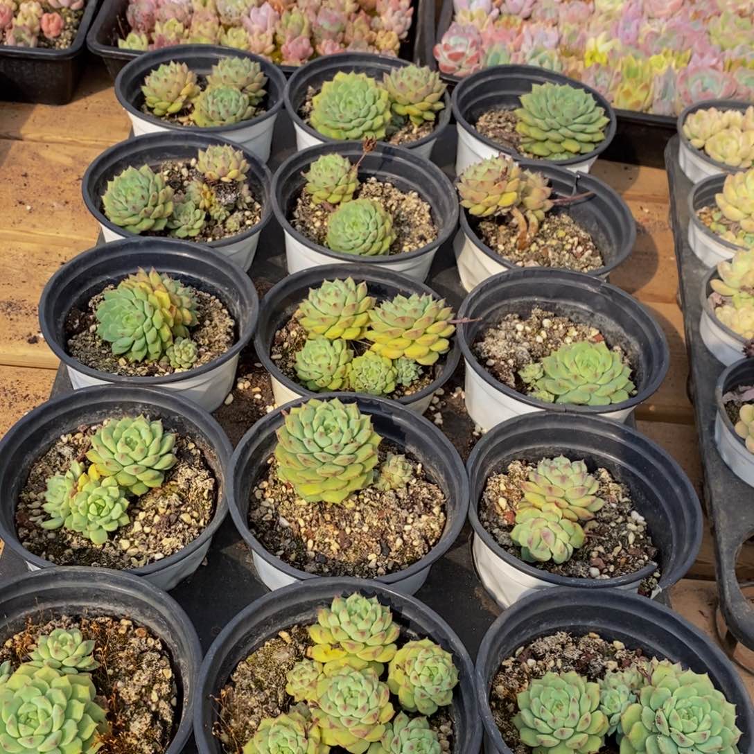 318多肉植物保护研究所所长