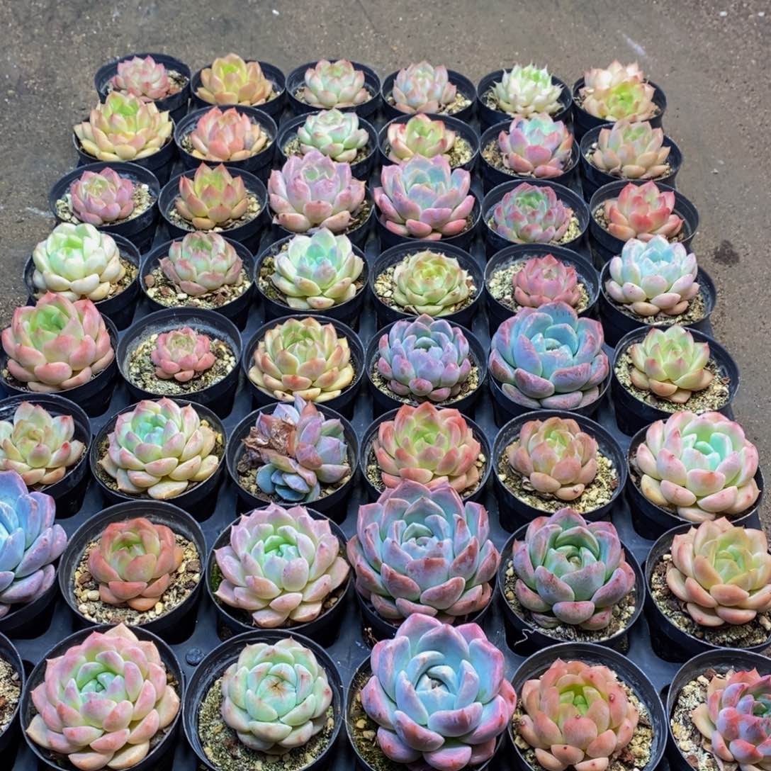 274 仙葩园艺精品系列