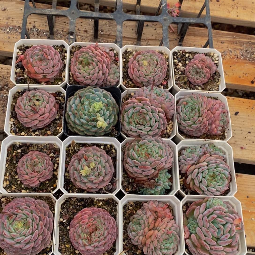 668多肉植物保护研究所