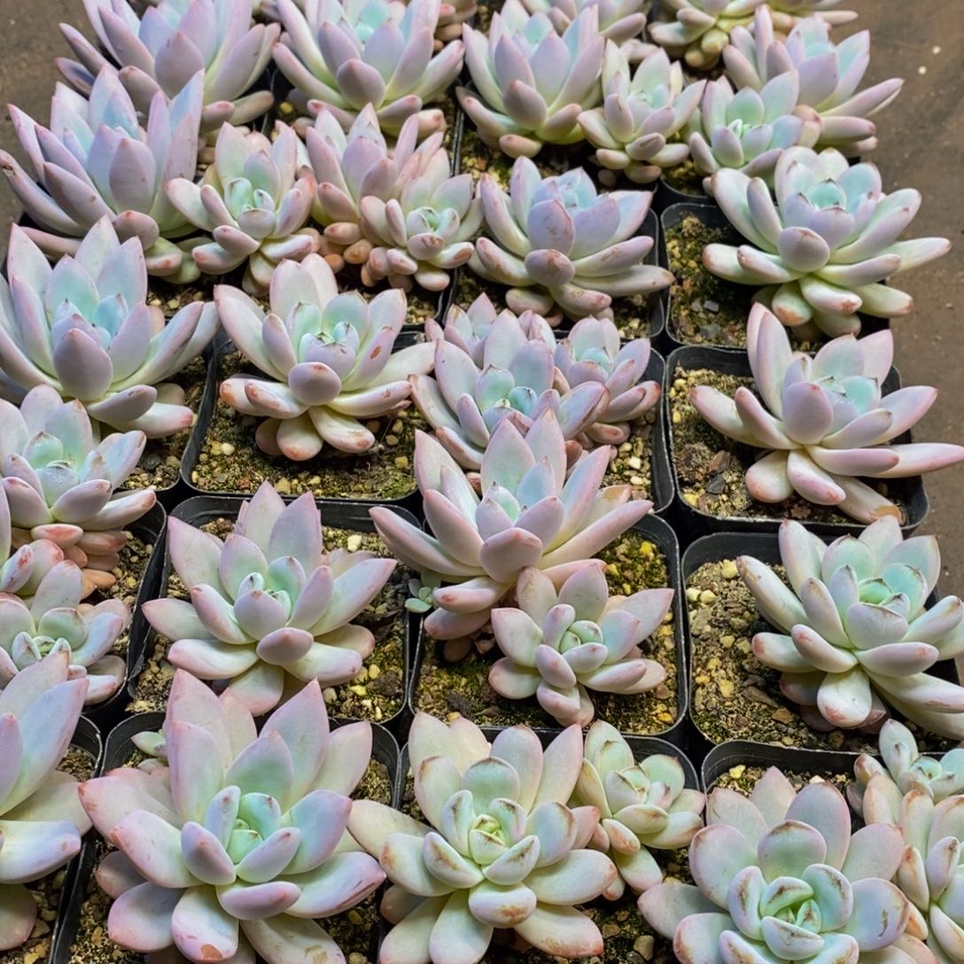542多肉植物保护研究所所长