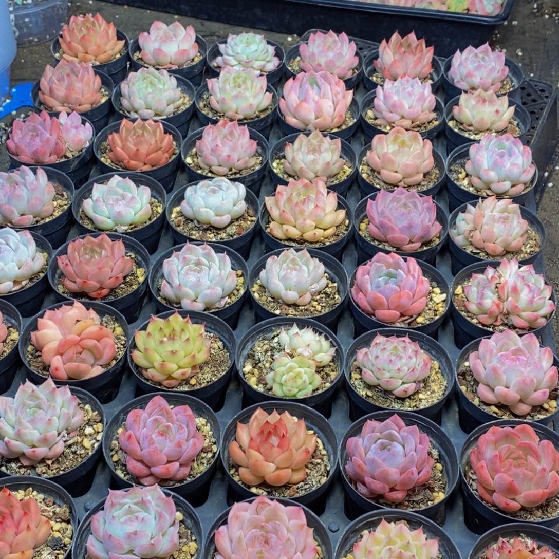 458多肉植物保护研究所所长