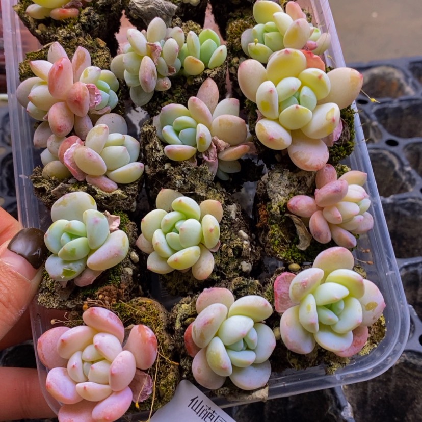 【闪购商品】414多肉