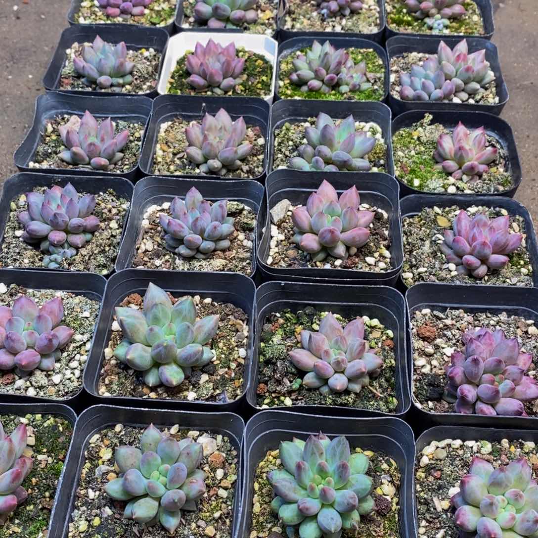 541多肉植物保护研究所所长