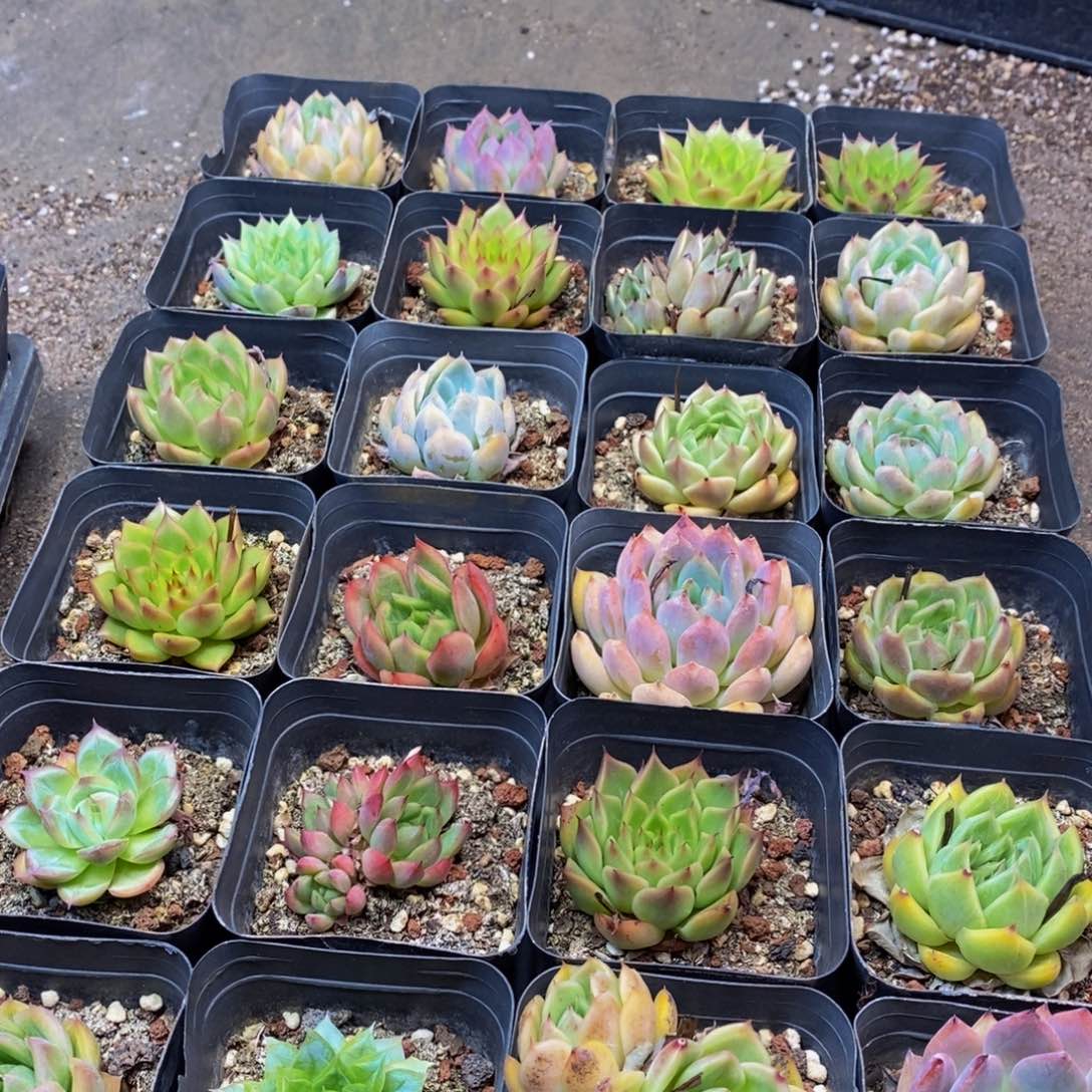 573多肉植物保护研究所所长