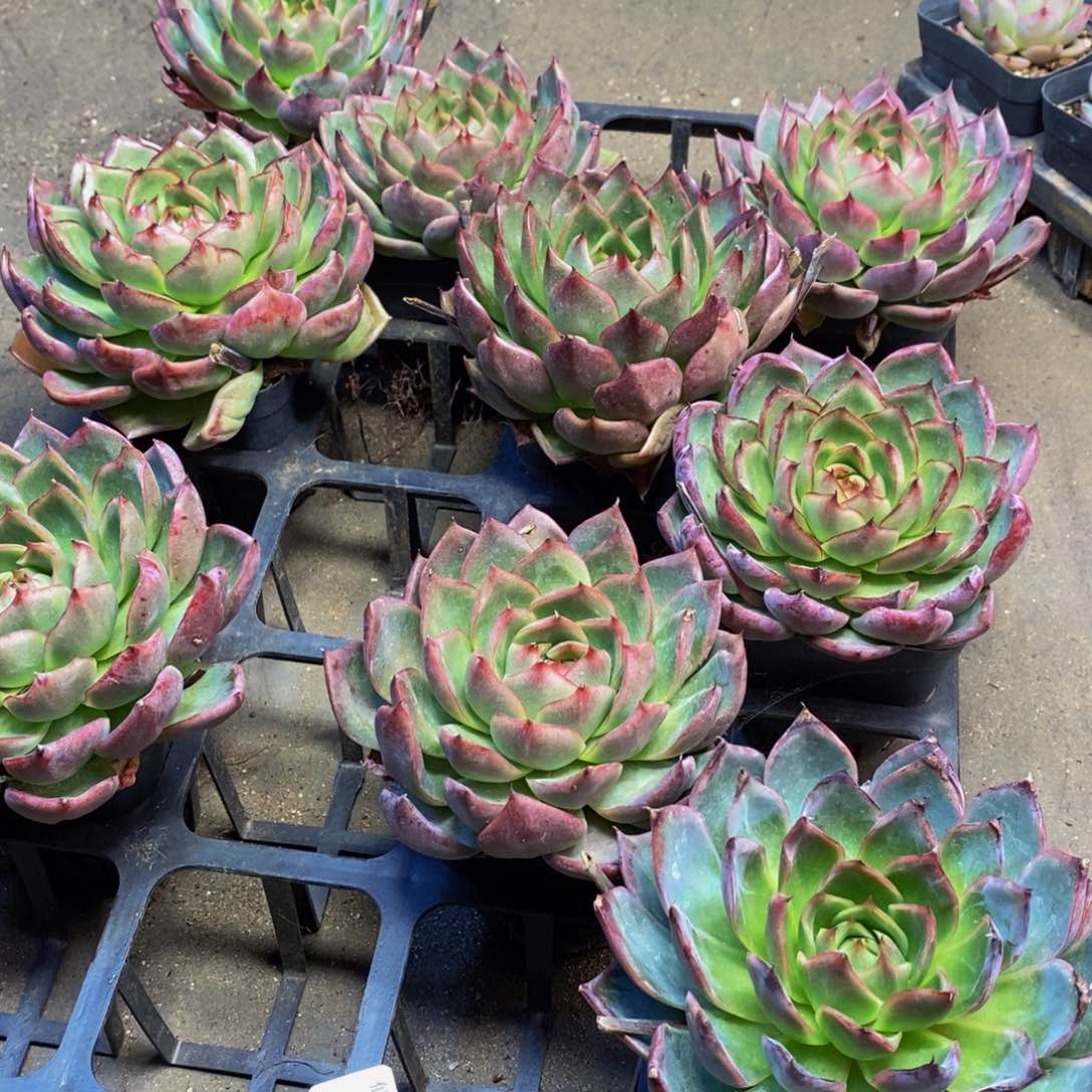 833多肉植物保护研究所所长助理