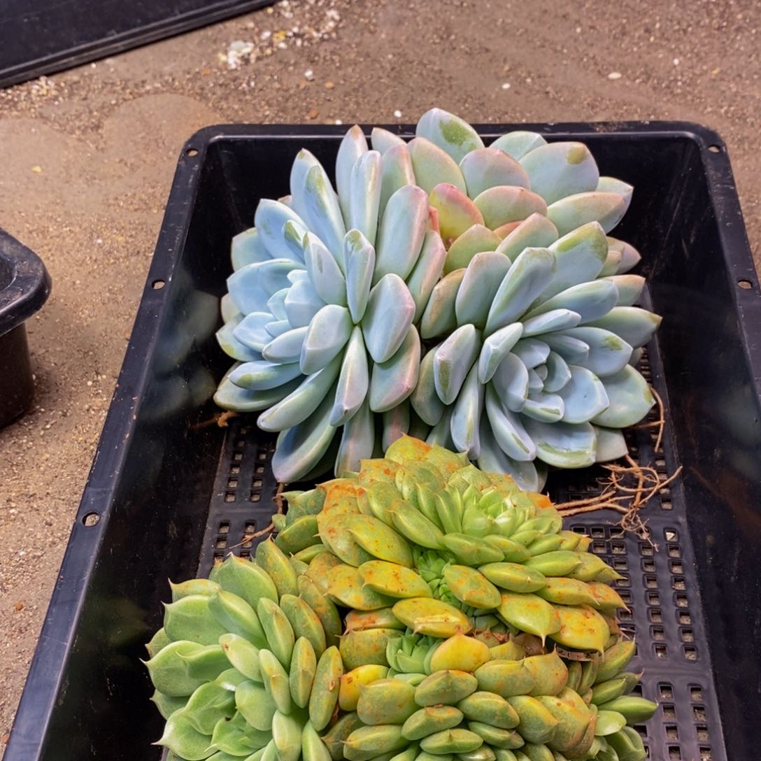 720度的的的的的的
