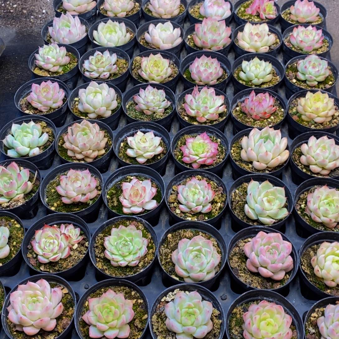 599多肉植物保护研究所所长助理
