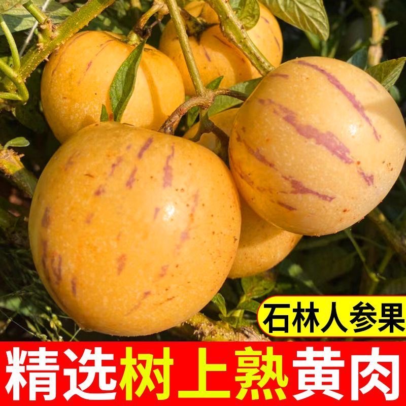 【树上熟】云南石林人参果新鲜水果树上熟精选黄肉多汁人参果