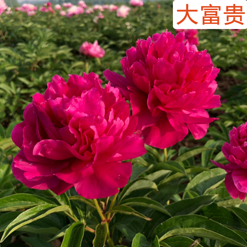 菏泽精品大富贵千层重瓣芍药花苗地栽盆栽花卉基地直发春季开花