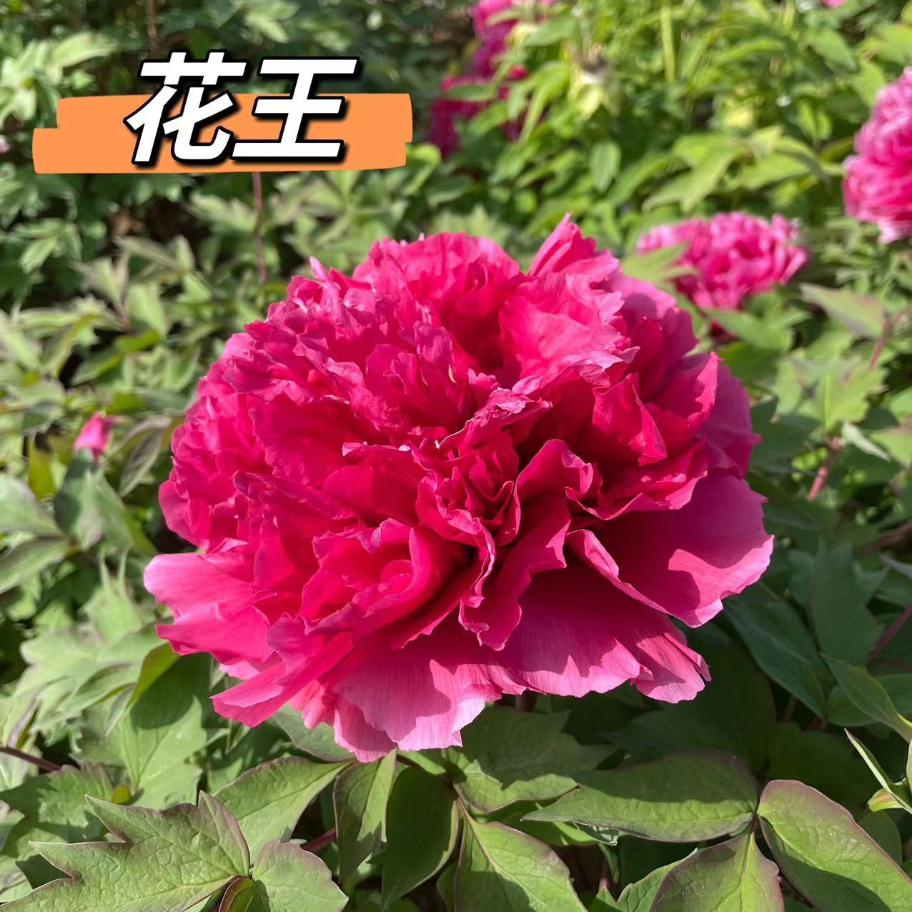 进口花王牡丹花苗大苗珍贵大花品种庭院盆栽地栽花卉菏泽基地直发