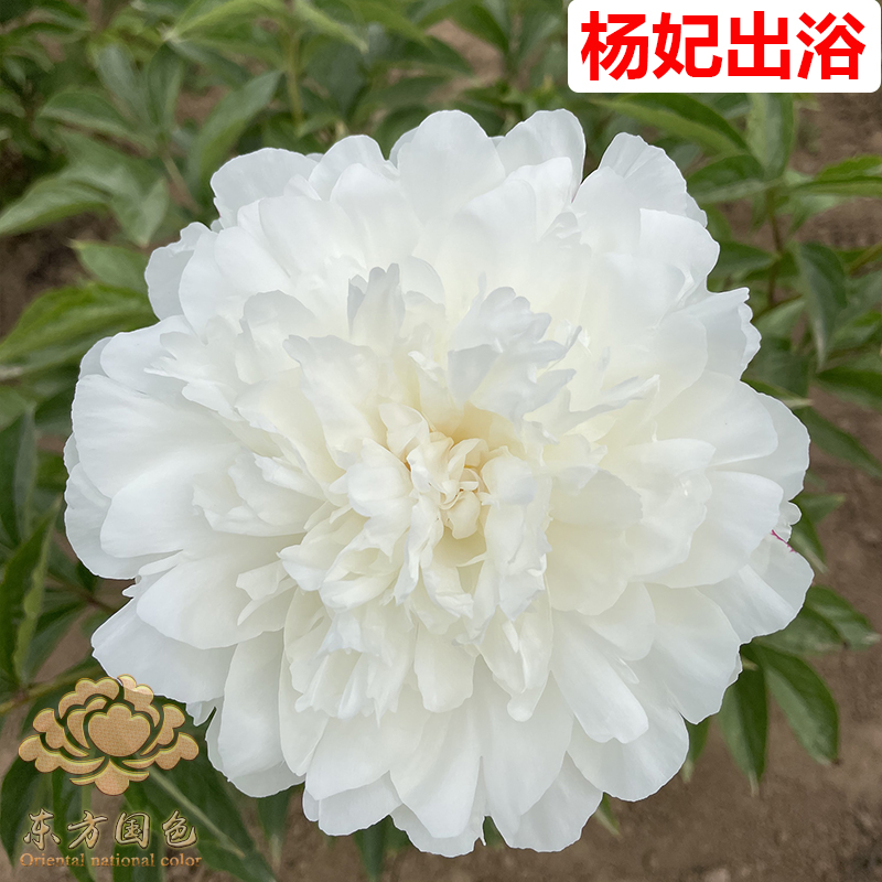 杨妃出浴白色千层重瓣芍药花苗菏泽基地直发地栽盆栽花卉春季开花
