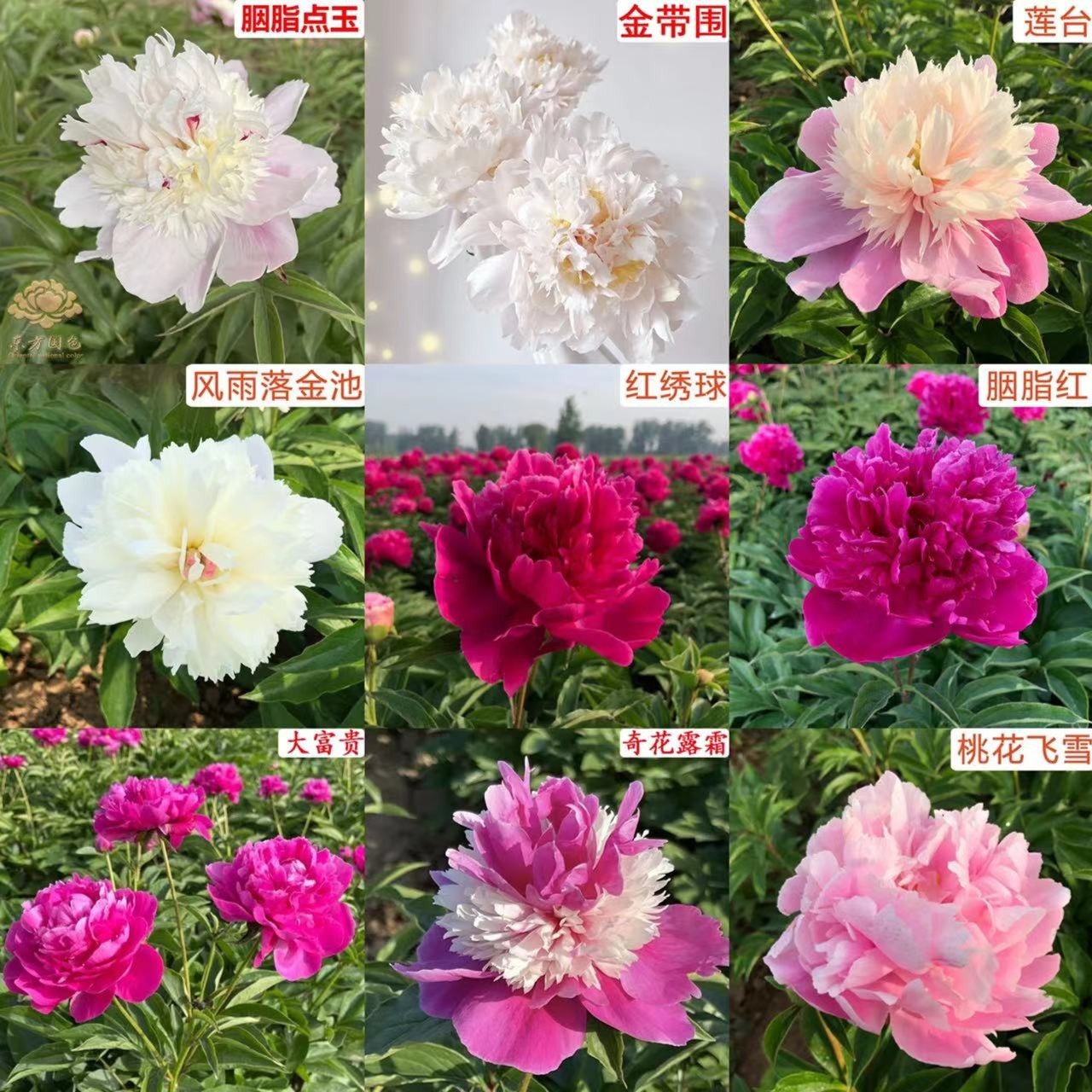 菏泽重瓣千层芍药花苗大花品种芍药根块易养活庭院盆栽地栽花卉