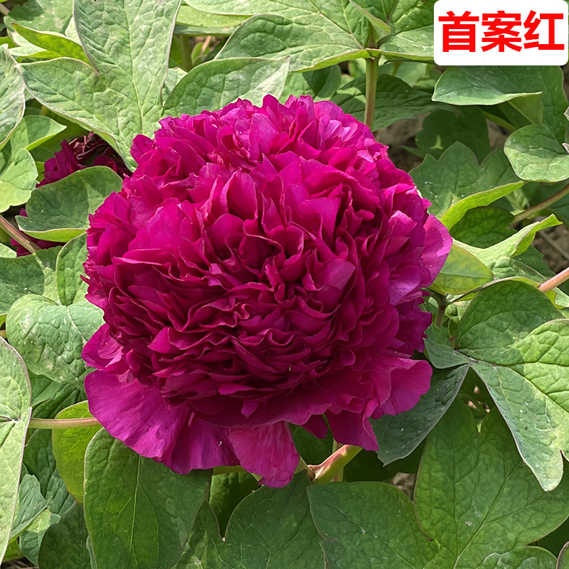 首案红牡丹花苗大苗庭院盆栽地栽春季开花名贵品种紫色系基地直发