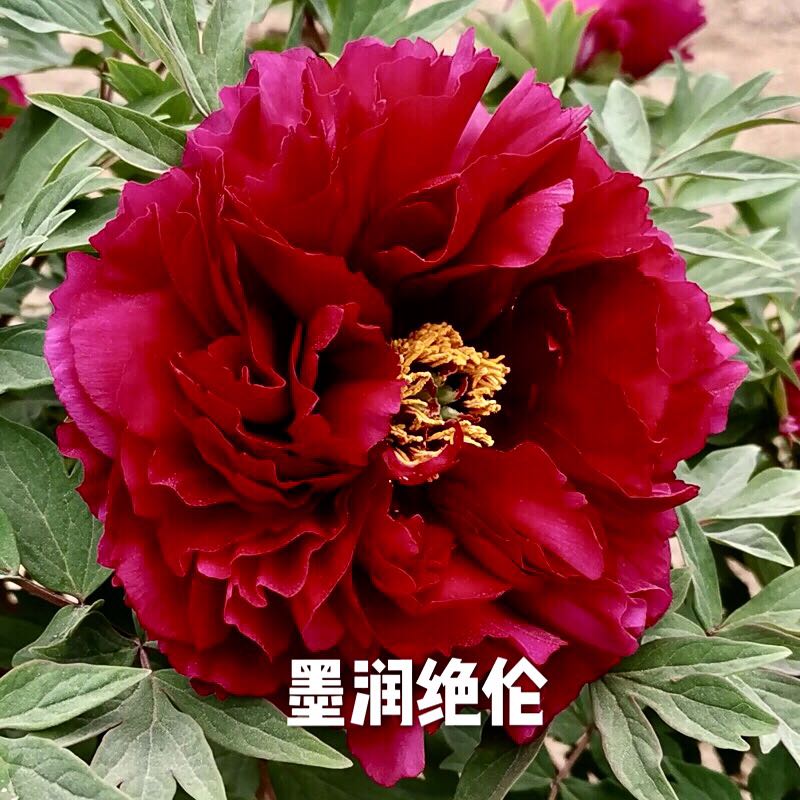 墨润绝伦牡丹花苗5年大苗黑色系品种庭院阳台盆栽花卉基地直发