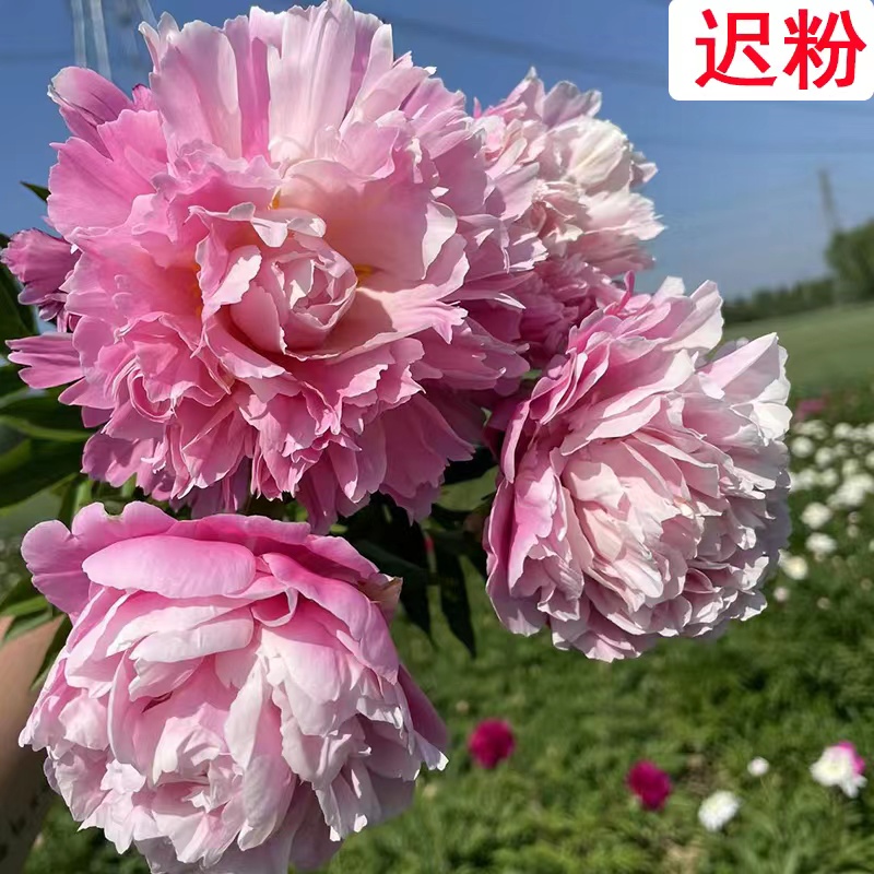 【新人福利】山东重瓣迟粉芍药花苗粉色系庭院盆栽观赏花卉基地直发