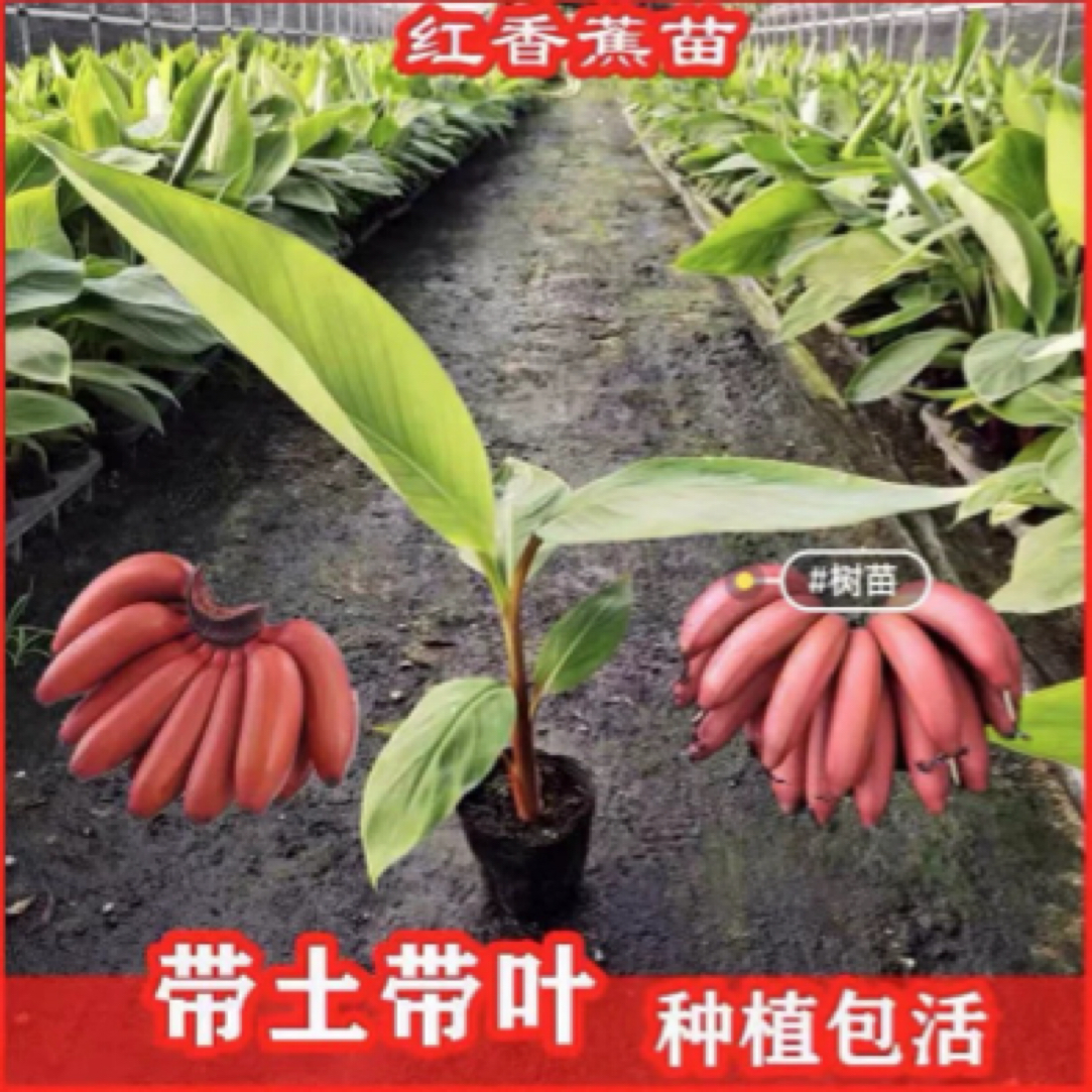 矮化香蕉粉蕉小米蕉苹果蕉红蕉树苗皇帝蕉苗芭蕉大苗南方当年结果