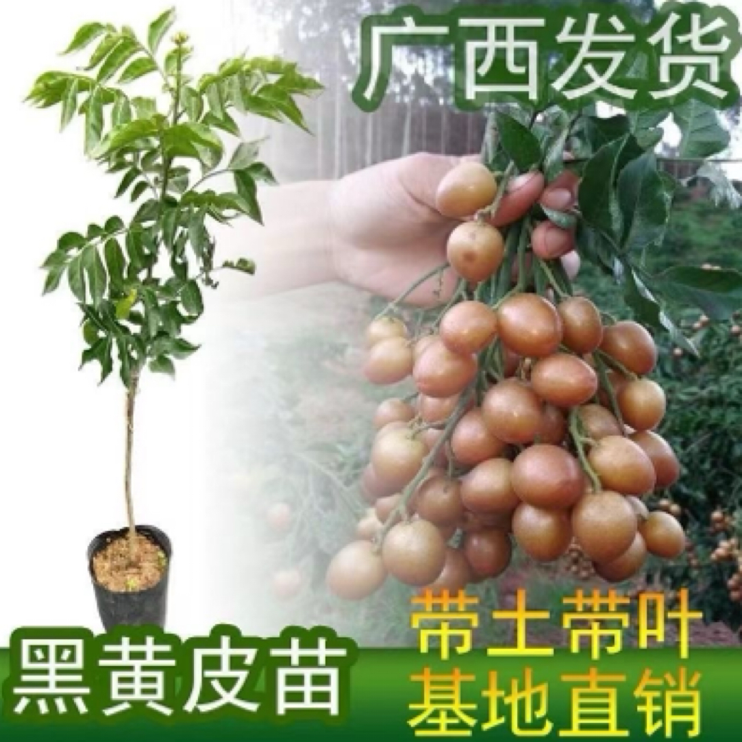 【顺丰包邮】黄皮嫁接果树苗黑黄皮贵妃鸡心地栽盆栽带土带叶发货