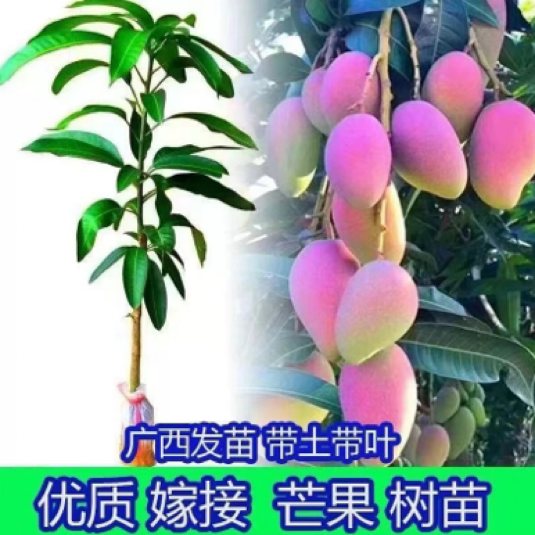 【顺丰包邮】芒果树苗嫁接苗特大果金煌芒四季红贵妃芒果苖当年结果