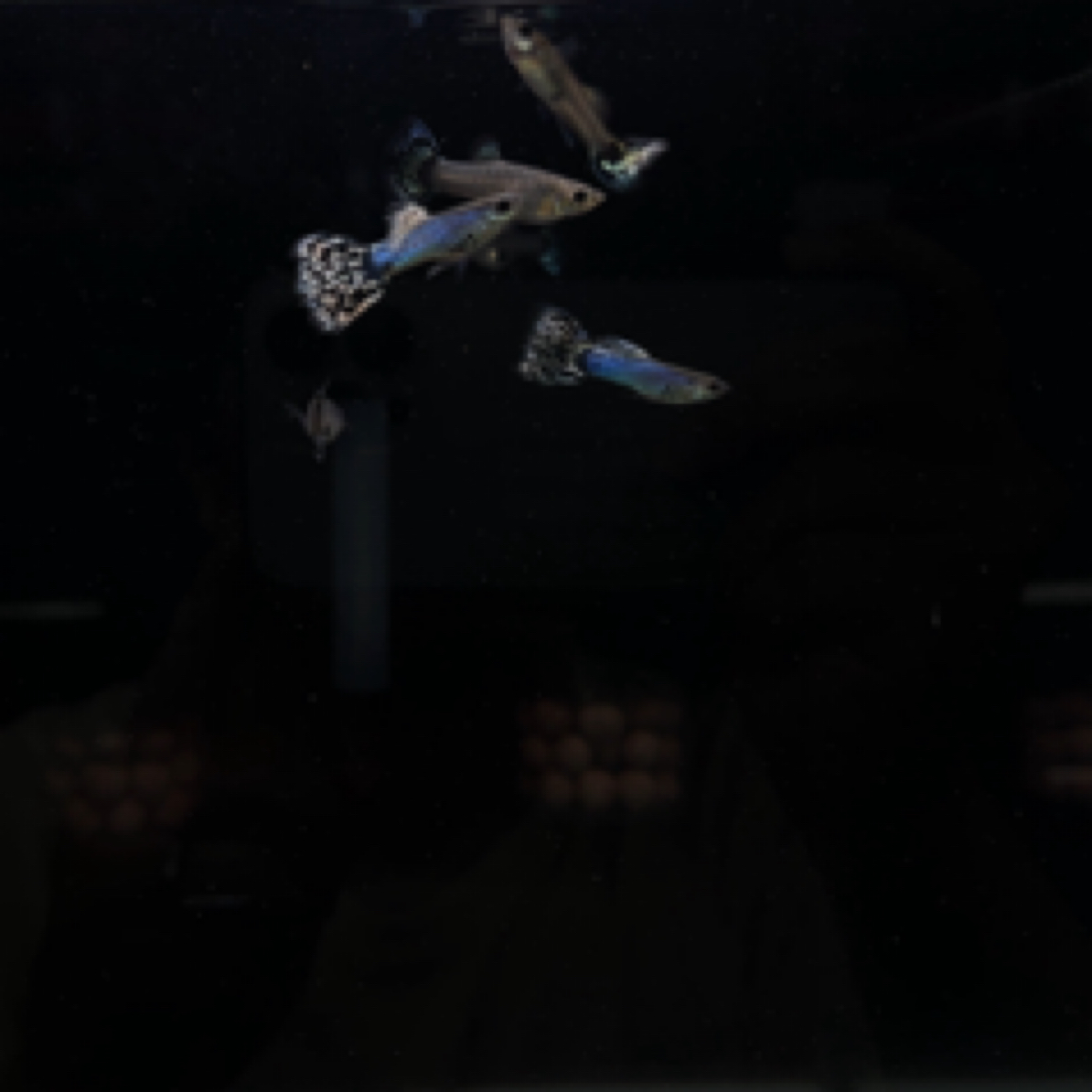 马赛克大C 孔雀鱼【偏远勿拍，报损提供派件2小时内开箱视频】