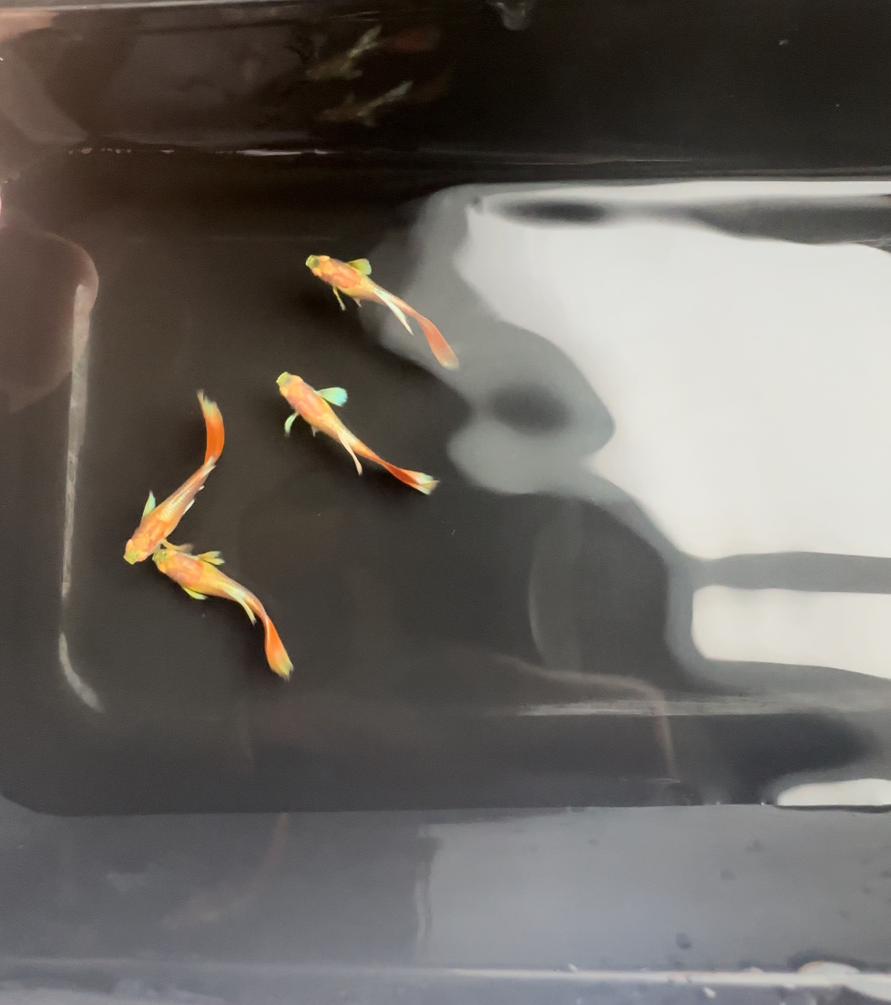 火烧云欧翼 孔雀鱼 【偏远勿拍，报损提供派件后2小时内开箱视频】