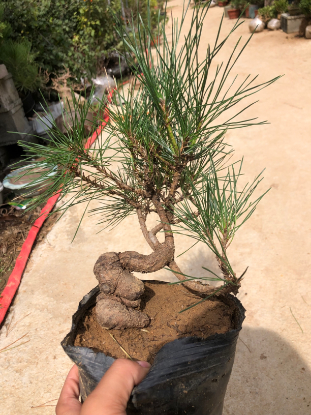 精品盆景，盆景素材