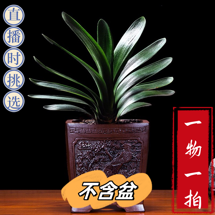 精品圆头君子兰当年开花一物一拍室内四季绿植花卉原盆
